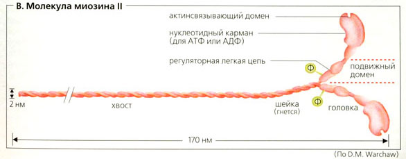 Файл:Naglydnay fiziologiya57.jpg