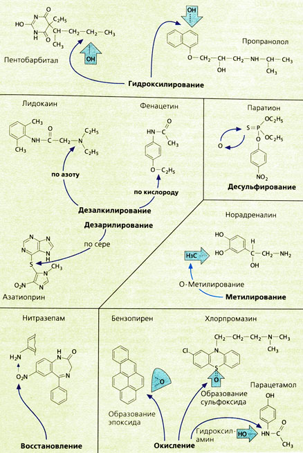 Примеры химических реакций метаболизма ЛВ