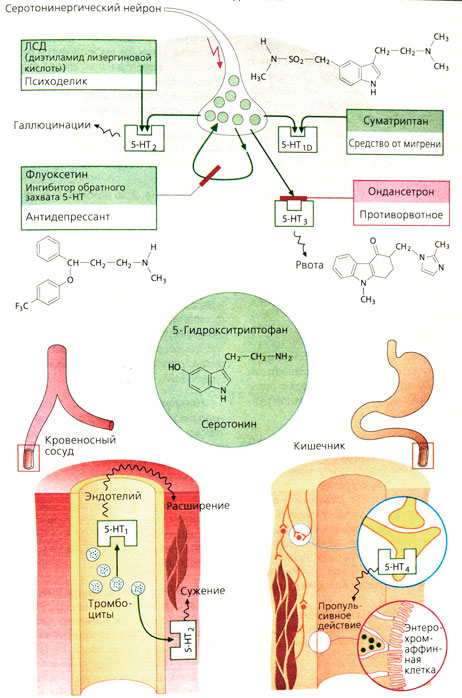 Серотонин: пути фармакологического действия