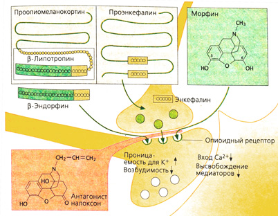 А. Действие эндогенных опиоидов и экзогенных опиатов на опиоидные рецепторы