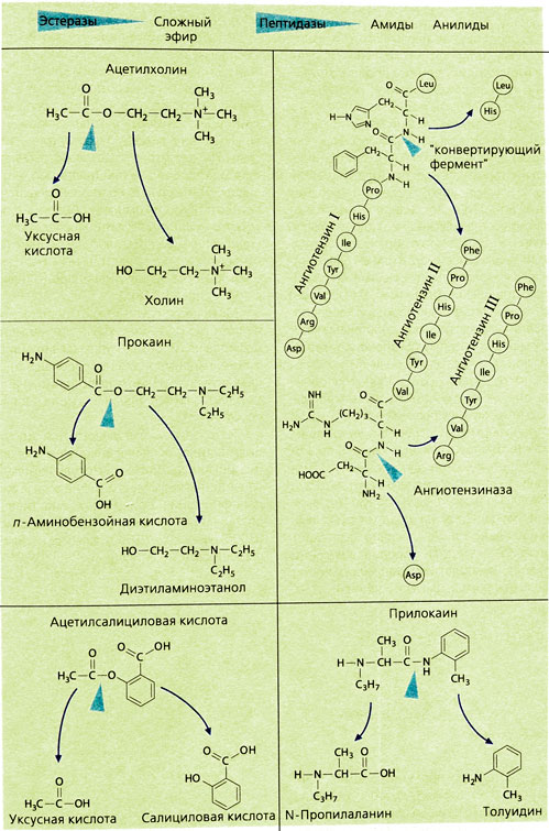 Примеры химических реакций метаболизма ЛВ (гидролиз)