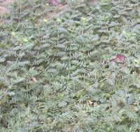Растение Трибулус террестрис