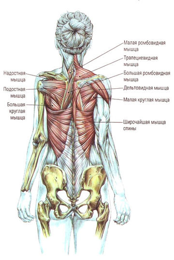 Мышцы женщины анатомия