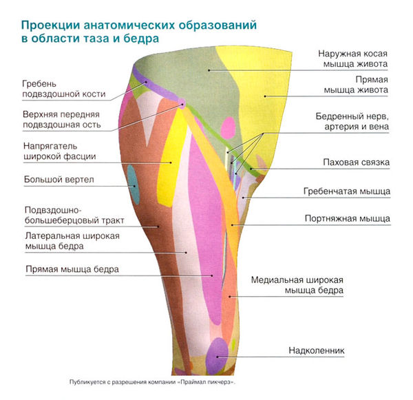 Мышцы бедра передняя поверхность анатомия