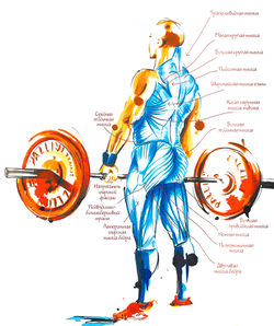 Работающие мышцы при становой тяге, вид сзади