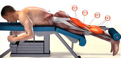 Мышцы, работающие при сгибании ног на тренажере лежа:1 — полуперепончатая; 2 — двуглавая мышца бедра; 3 — полусухожильная;4 — икроножная