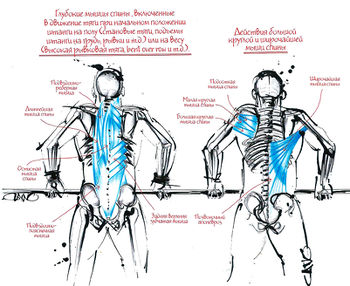 Глубокие мышцы спины, включенные в движение тяги при начальном положении штанги на полу или на весу. Действия большой круглой и широчайшей мышц спины