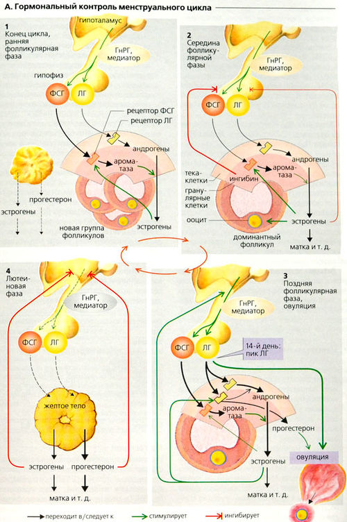 Схема эндокринных функций яичника и их регуляции