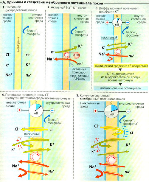 Мембранный потенциал покоя схема