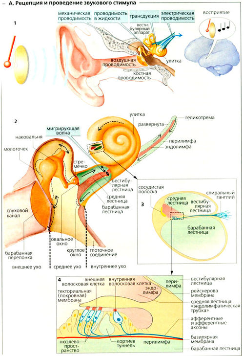 Схема передачи звуковых волн на слуховые рецепторы