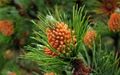 Pine Pollen 001.jpg