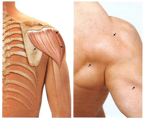 Мышцы плечевого пояса дельтовидная мышца