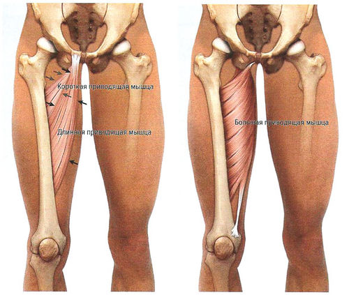 Вертельная точка бедра фото Приводящие мышцы - SportWiki энциклопедия