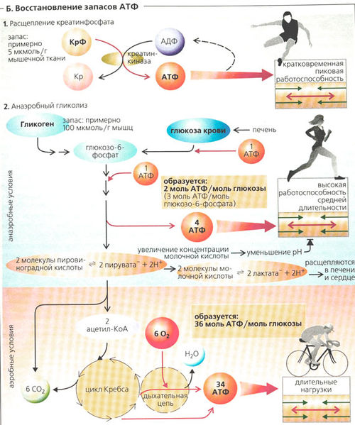Энергетическое обеспечение мышечного сокращения схема