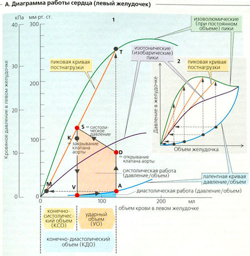 Диаграмма давления и объема крови для желудочков сердца
