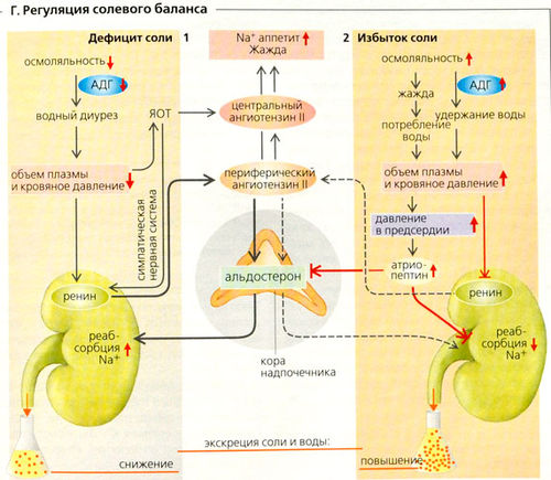 Схема регуляции водно солевого обмена в организме