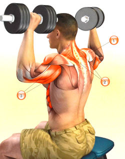 Мышцы, работающие в жиме гантелей сидя с поворотом кистей: 1 — дельтовидная; 2 — трапециевидная; 3 — трицепс