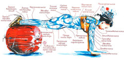 Работающие мышцы при отжимании