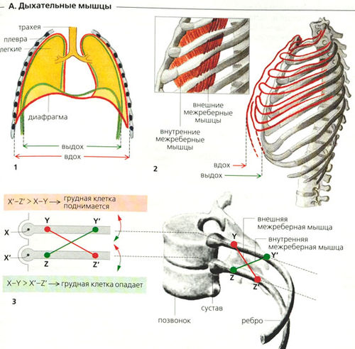 Какой буквой на рисунке обозначена дыхательная мышца диафрагма