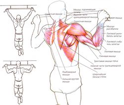 Какие мышцы работают при подтягивании