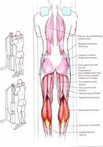 Мышцы, работающие при подъемах на носках стоя