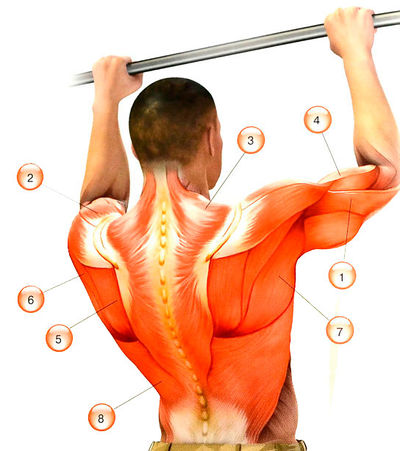 Мышцы, работающие при подтягивании на перекладине: 1 — трицепс; 2 — дельтовидная; 3 — трапециевидная; 4 — бицепс; 5 — подостная; 6 — малая круглая; 7 — большая круглая; 8 — широчайшая мышца спины