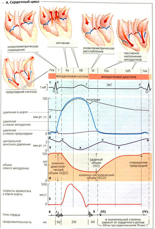 Сердечный цикл схема физиология