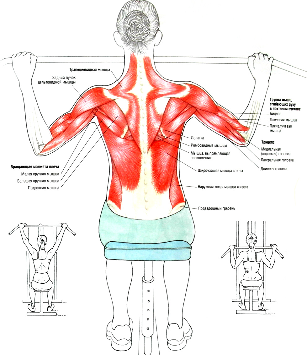 Поясница какие мышцы. Упражнения задействующие мышцы спины. Упражнения на ромбовидные мышцы спины. Упражнения для паравертебральных мышц спины. Упражнения для верхней трапециевидной мышцы спины.