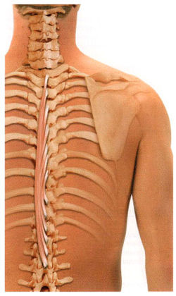 Остистая мышца спины начинается от