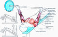 Особенности тренировки грудные мышцы thumbnail
