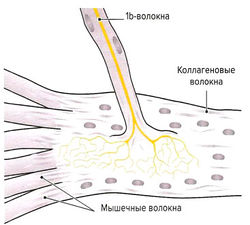 Рецепторы поперечно-полосатых мышц