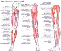 Анатомия мышц ног. Качаемся правильно.