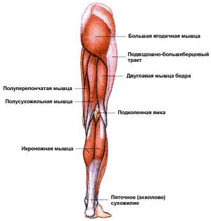 Что обеспечивают мышцы ноги