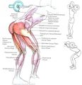 Мышцы спины особенности тренировки