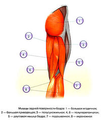 Что обеспечивают мышцы ноги