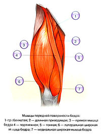Что обеспечивают мышцы ноги thumbnail