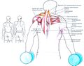 Мышцы спины особенности тренировки