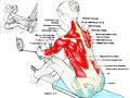 Особенности тренировки мышц спины