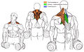 Особенности тренировки мышц спины