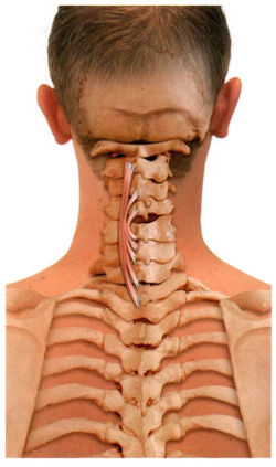 Остистая мышца спины начинается от