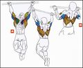Мышцы спины для спорта