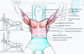 Особенности тренировки грудные мышцы
