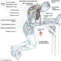 Особенности тренировки грудные мышцы