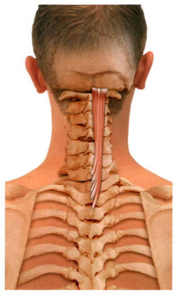 Остистая мышца спины и шеи