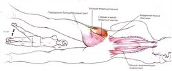 Какие мышцы работают при поднятии ног лежа на боку