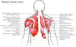 Точки крепления мышц спины