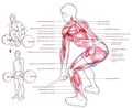 Спина упражнения и особенности тренировки